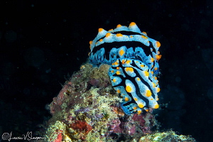 Mating Phyllidia varicosa/Photographed with a Canon 60 mm... by Laurie Slawson 